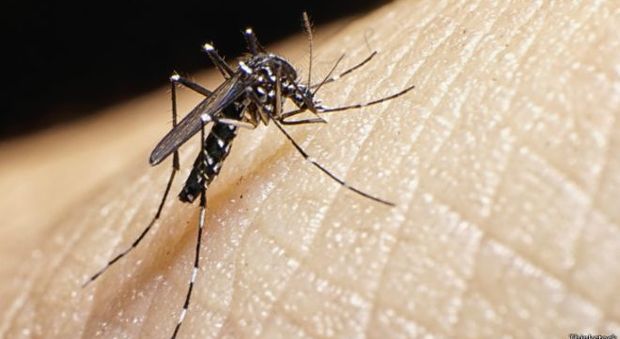 Zika, un caso anche a Rimini