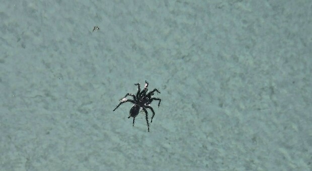 Il ragno avvistato nella piscina di un'abitazione in zona Massimina- Casal Lumbroso