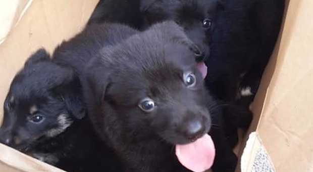 Quattro cuccioli di cane abbandonati a Fondi salvati dalla polizia e subito adottati