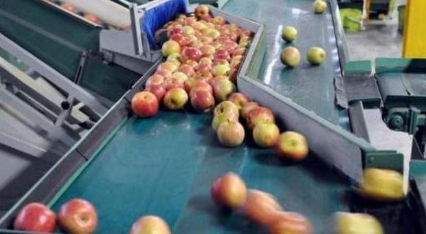 Macchinari per immagazzinare le mele