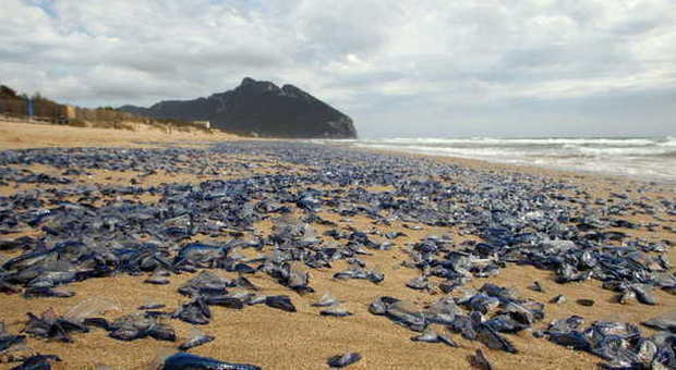 Sabaudia, la spiaggia "blu" (Foto Emmepress)