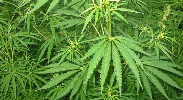 Due piantagioni di marijuana a Capua e Falciano del Massico: sequestri