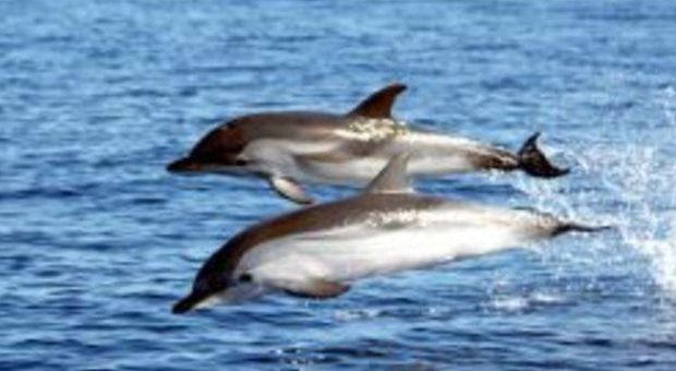 La Russia arruola dei delfini spia di Sebastopoli, catturati durante l'annessione della Crimea