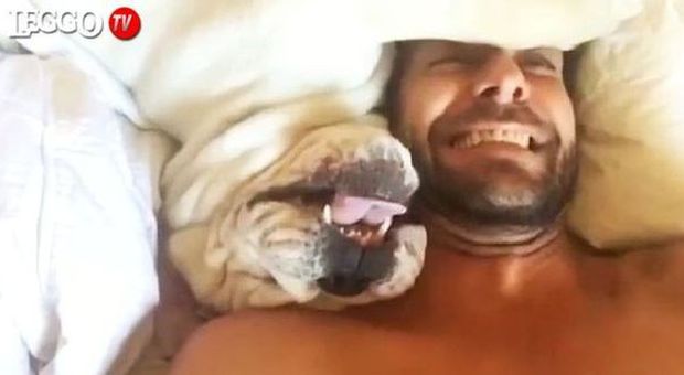 Il Bulldog 'parla' nel sonno e non vuole saperne di svegliarsi