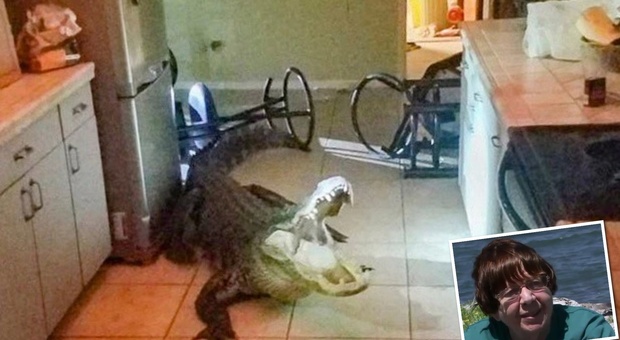 Florida, si sveglia e trova un enorme alligatore in cucina