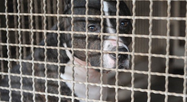 Sbranato dai cani, esposto animalista in Procura: «Chiarire bene i fatti»