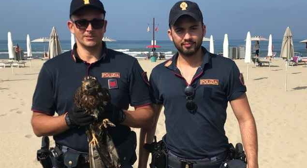 Falco ferito in spiaggia, la polizia interviene e viene salvato dalla Lipu