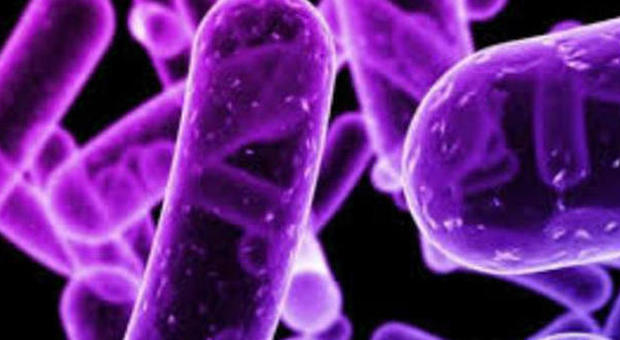 Allarme Gran Bretagna: 80mila a rischio per batteri super resistenti