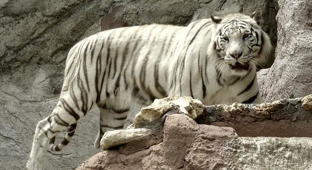 Roma, tigre bianca salvata dai carabinieri trova casa al Bioparco