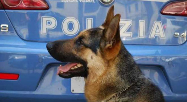 I cani poliziotto sventano un festino in carcere a base di hashish a Napoli
