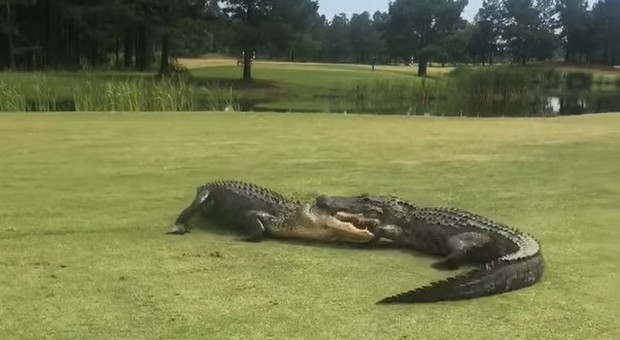 Paura al campo da golf, gli alligatori in lotta invadono il green davanti agli sbigottiti giocatori