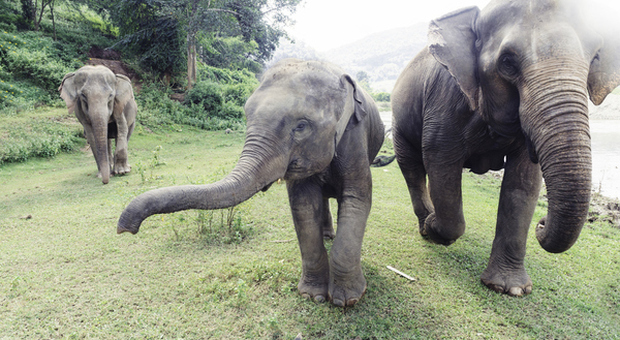 Choc allo zoo, dipendente ucciso da un elefante: «Lo ha colpito con la proboscide, scontro violentissimo»