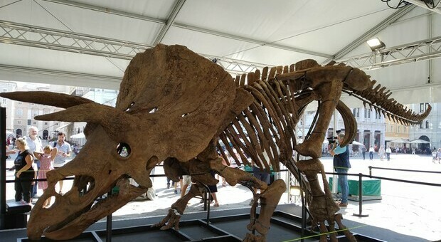 Lo scheletro del triceratopo Big John esposto a Trieste