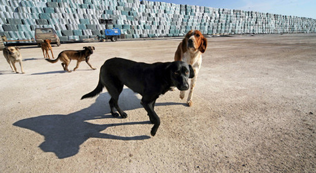 Il cane Willy ucciso a fucilate: era il cagnolino del paese. Denunciato un uomo di 70 anni