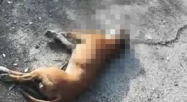 Cane muore trascinato da un'auto in corsa: la denuncia degli animalisti