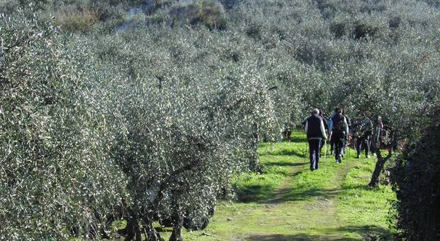 Camminata tra gli olivi (© Associazione nazionale Città dell'olio)