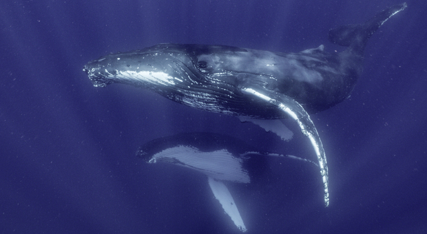 National Geographic svela «I segreti delle balene»: ecco la serie che farà immergere gli spettatori negli oceani