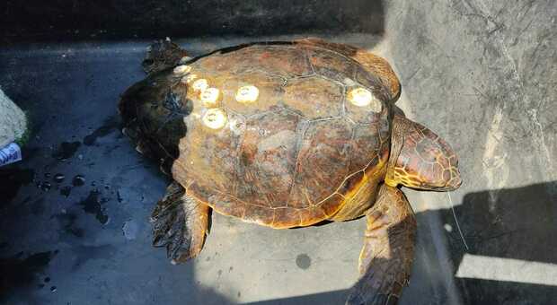 Infilzata da un amo: soccorsa una tartaruga "Caretta Caretta"