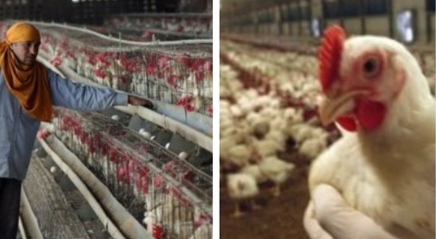 Influenza aviaria, in Cina un'altra infezione umana: «Un 55enne ricoverato in condizioni serie»