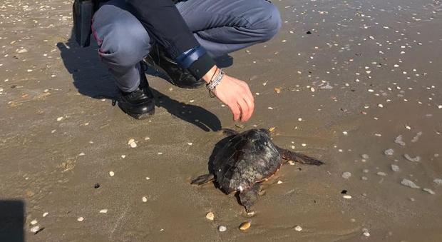 Pesaro, poliziotti salvano una piccola tartaruga ferita dall'elica di una barca