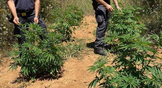 Scoperta una piantagione di cannabis, sequestrate 400 piante