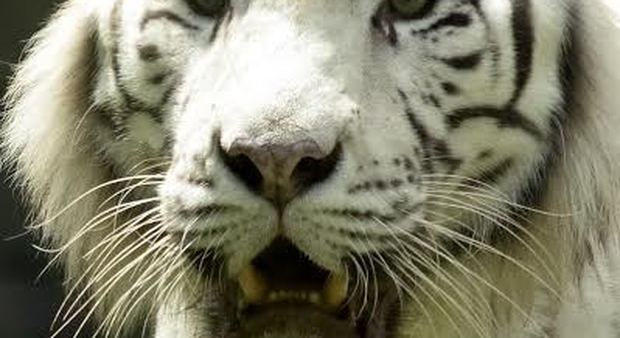 immagine La tigre bianca arriva al Bioparco di Roma
