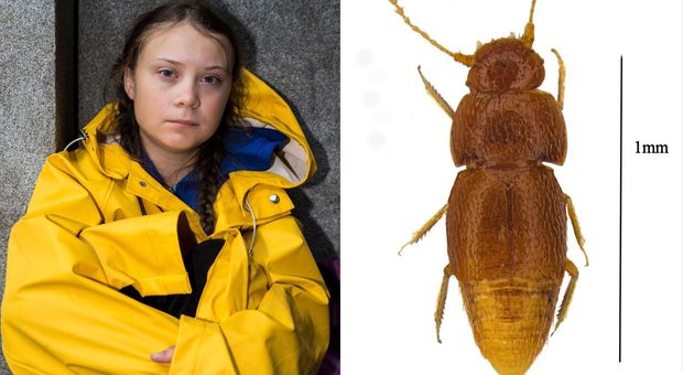 In onore di Greta Thunberg una specie di scarafaggio si chiamerà come lei