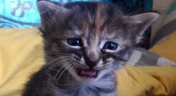 Il gattino sempre triste è una star del web: le foto del suo sguardo sono virali