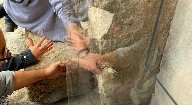 Scavi di Pompei, civetta salvata e rimessa in libertà
