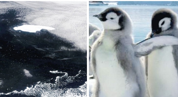 Clima pazzo, iceberg alla deriva: si rischia una strage di pinguini e foche