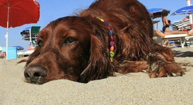 Macerata, oltre mille euro di multa per il cane in spiaggia: la denuncia di una turista