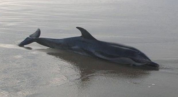 Vasto, trovato spiaggiato delfino sul litorale dove finirono i capodogli