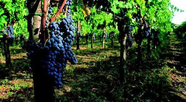 L'allarme del ministero e del Censis: «I falsari puntano ai vini del Sannio»
