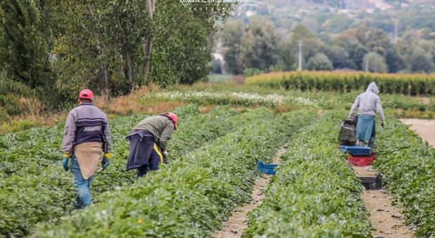 Blitz della polizia contro il lavoro nero a Latina: verifiche in un'azienda agricola sulla Migliara 43