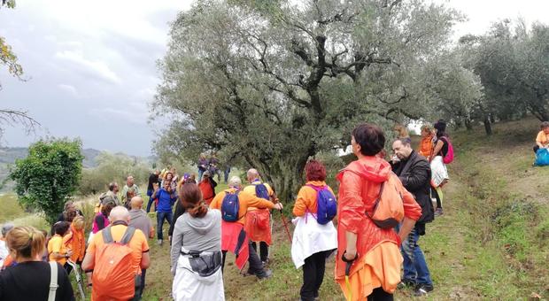 l’Umbria e la Cultura del mondo dell’Olio: itinerari nel paesaggio con la «Camminata tra gli Olivi»