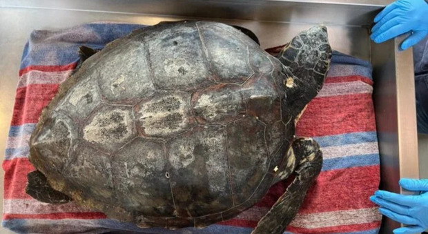 Casamicciola, tartaruga marina salvata da due diportisti: aveva un amo nell'esofago