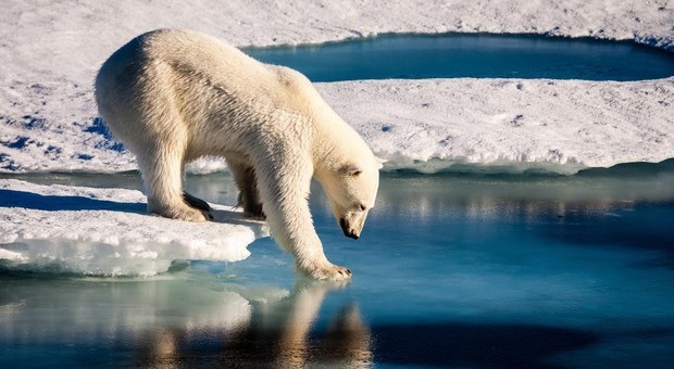 Gli orsi polari diventano cannibali a causa dei cambiamenti climatici e della carenza di cibo