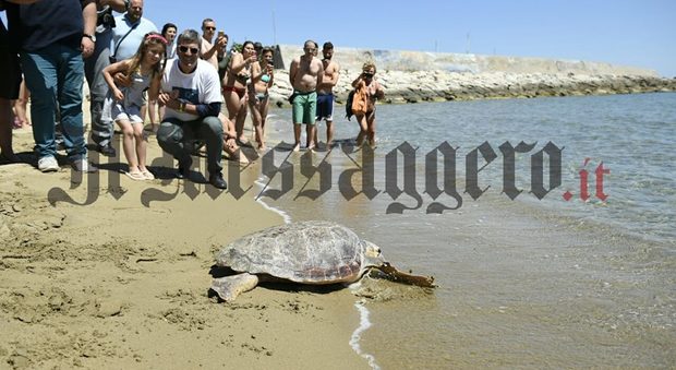 San Felice Circeo: liberati presso la spiaggetta del porto due esemplari di tartarughe marine