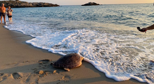 Ascea, liberate due tartarughe marine in spiaggia