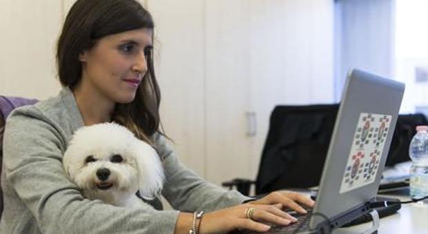 Roma, i dipendenti del Campidoglio potrebbero portare cani e gatti in ufficio