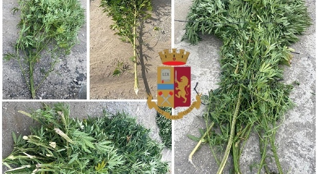 Acerra, marijuana tra gli alberi da frutto: denunciato un 73enne del posto