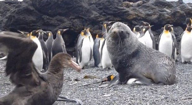 Pinguini violentati dai leoni marini, gli scienziati: "Non sappiamo perché accade" -Video Choc