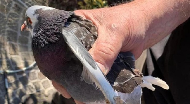 Il piccione con le ali legate trovato dal consigliere comunale Riccardo Barbisan nel giardino di casa