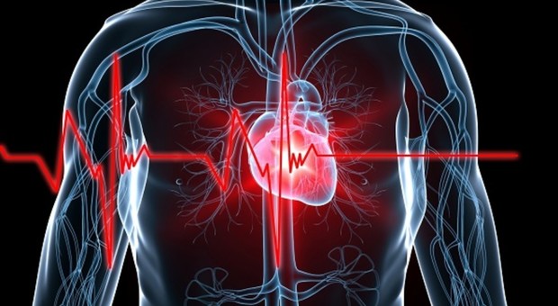 Pronto il cuore bionico: è fatto di tessuti biologici per testare le valvole cardiache
