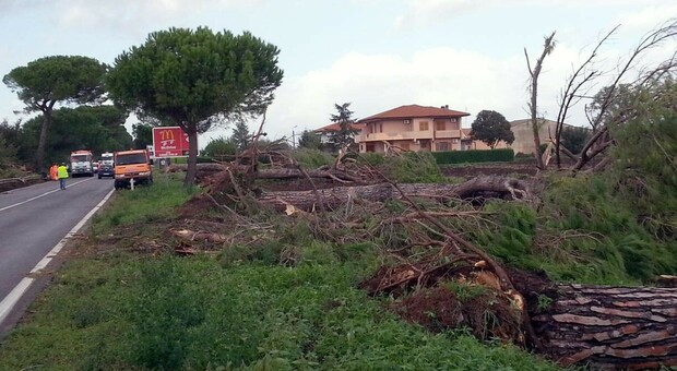 Cisterna, l'abbattimento degli alberi e la chiusura dell’Appia Nord rinviati a giovedì