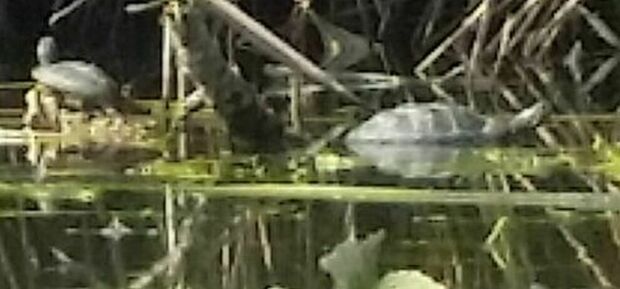Lago di Piediluco, dal canneto spuntano due tartarughe I turisti: «Incontro imprevisto»