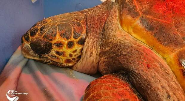 Bloody Mary la grande tartaruga marina uccisa sparata da un fucile subacqueo (immag pubbl da Centro Recupero Tartarughe Marine di Brancaleone su fb)