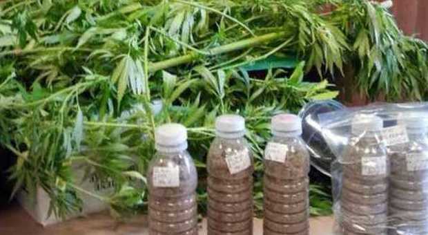 Blitz nell'azienda agricola: trovate 16 serre per coltivare marijuana