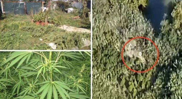Roma, scoperta piantagione di marijuana sul Tevere: condannato contadino-spacciatore