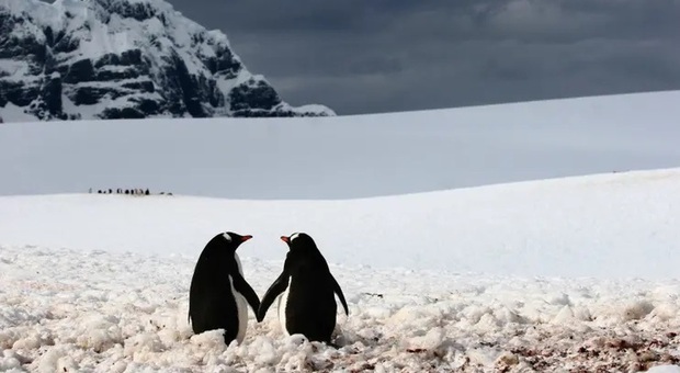 Pinguini in Antartica.